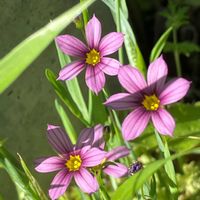 ニワゼキショウ,散歩,雑草,可愛い,野草の画像