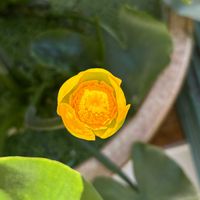 イキシア,イキシア,キンセンカ,キンセンカ,コウホネの画像