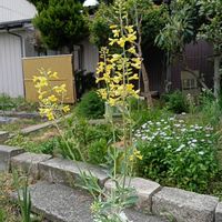 ハボタン,広い庭の画像