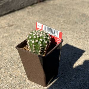 　エキノプシス属,多肉植物,観葉植物,100均,ダイソーの画像