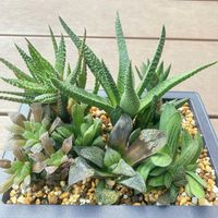 ハオルチア,十二の巻,瑠璃殿,ハオルチア青蟹,多肉植物の画像
