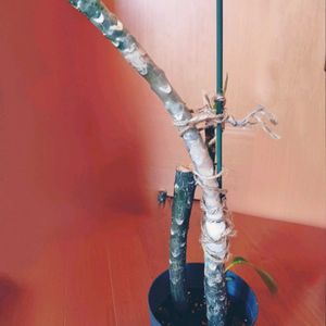 プルメリア,斑入り,フランジパニ,花のある暮らし,南国植物の画像