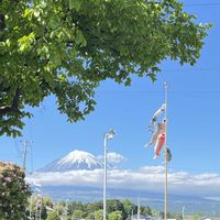 柿の木,菖蒲,ショウブ,ニオイショウブ,鯉のぼり～の画像
