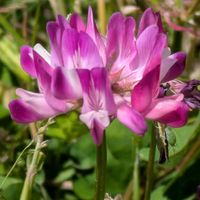 ニワゼキショウ,レンゲソウ,ムラサキカタバミ,オッタチカタバミ(おっ立ち片喰),花言葉の画像