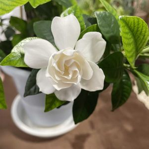 クチナシ,ガーデニア,咲いた！,良い香り,花のある暮らしの画像