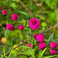ボロニア,ボロニア ヘテロフィラ,感謝,花のある暮らし,いつまでもの画像