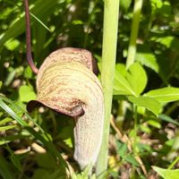 ウラシマソウの画像