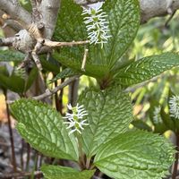 ヒトリシズカ,ヒトリシズカ,山野草の画像