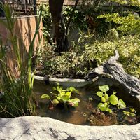 ホテイアオイ,ウォーターバコパ,菖蒲,アマゾンフロッグピット,アベリアの画像