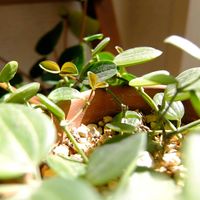 ペペロミア,ペペロミア アングラータ,観葉植物,植物のある暮らし,みどりのある暮らしの画像