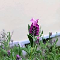 モッコウバラ,フレンチラベンダー,シソ科,平和を願う,青い花マニアの画像