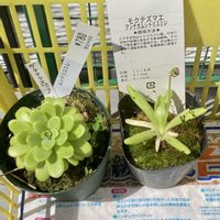 ムシトリスミレ,食虫植物,庭の画像
