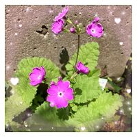 トマト,ナス,ピーマン,日本桜草,イボイボキュウリの画像