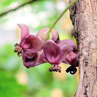 アケビ,山野草,赤紫の花,チーム・ブルー,山野草マニアの画像