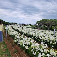 テッポウユリ,観葉植物,沖縄,ゆり祭り,亜熱帯・熱帯植物の画像