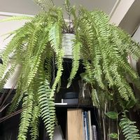 タマシダ,シダ,ネフロレピスの画像