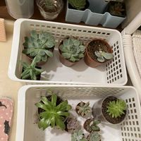 セダム,ハオルチア,センペル,リラシナ,多肉植物達の画像