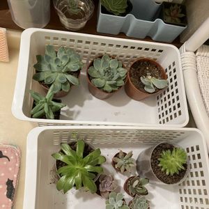 セダム,ハオルチア,センペル,リラシナ,多肉植物達の画像