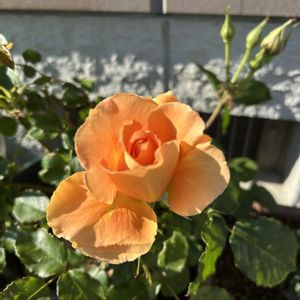 バラ,ブラスバンド,自己流ガーデニング,庭の画像