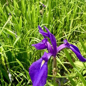 キショウブ,ショウブ,花散歩,青空,癒しの時間の画像