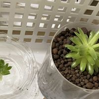 エケベリア,センペル,リラシナ,多肉植物達,多肉植物の画像