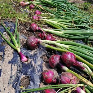 玉ねぎ,家庭菜園の画像