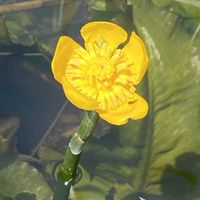 コウホネ,山野草の画像