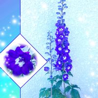 フレンチラベンダー,デルフィニウム,繋がりに感謝✨,青い花マニア,おうち園芸の画像