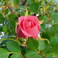 ノコギリソウ,ノコギリソウ,ムスカリ,サツキ,ミニ 薔薇の画像