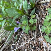 カキドオシの画像