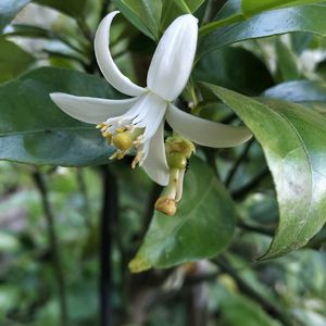 黄金柑,黄金柑,無農薬野菜,家庭菜園,畑の画像