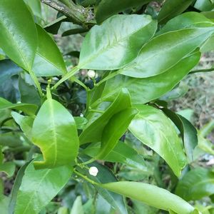 柑橘類 はるか,柑橘類 はるか,無農薬野菜,家庭菜園,畑の画像