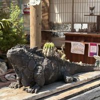 多肉植物の寄せ植え,多肉と恐竜,トリケラトプス♥,今日のお昼ご飯,グリーンイグアナとサボテンの画像