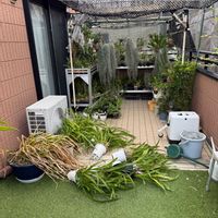シンビジウム,デンドロビウム,Van.Fuchs Ocean Spray,V.Twincle,須和田農園の画像