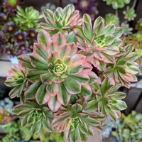 モッコウバラ,子持ち蓮華,子持ち蓮華錦 鏡花,アエオニウム 属,センペルビウム　ゴールドナゲットの画像