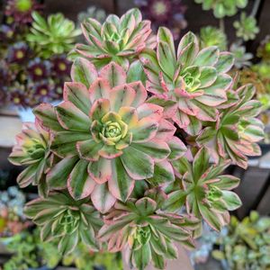 モッコウバラ,子持ち蓮華,子持ち蓮華錦 鏡花,アエオニウム 属,センペルビウム　ゴールドナゲットの画像