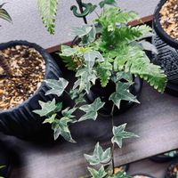 アイビー,アイビー,シダ,シダ植物の画像