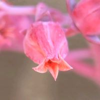 桃太郎,多肉の花,多肉花芽,桃太郎　たなばたの画像