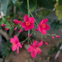 テイキンザクラ,ナンヨウザクラ,お花,つぼみ,熱帯植物の画像