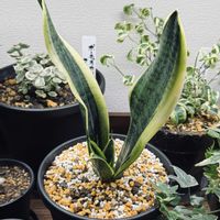 サンスベリア,サンスベリアの画像