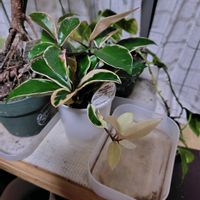 ホヤ・カルノーサ,無印良品,和室の画像