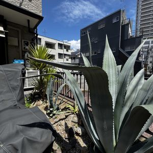 アガベ,アガベ アメリカーナ バリエガータ,アガベ アメリカーナ,ユッカ アロイフォリア バリエガーター,ユッカ アロイフォリア バリエガーターの画像