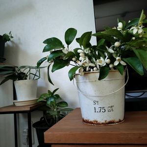 日向夏,津の輝き,無農薬野菜,家庭菜園,畑の画像