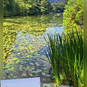 シャクナゲ,ツツジ,ショウブ,つつじ,オグラコウホネの画像