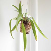 オンシジウム,オンシジウム・トゥインクル,観葉植物,グリーンインテリア,新芽の画像