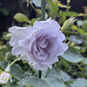 薔薇 ミスティパープル,鉢植え,バラ・ミニバラ,マンション専用庭,ガーデニング初心者の画像