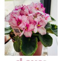 セントポーリア,可愛らしい,花のある暮らし,ピンク大好きの画像