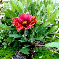 ガイラルディア,ガイラルディア,元気色,花のある暮らし,元気もらえるの画像