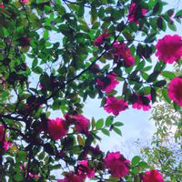 サザンカ,花のある暮らし,GS日和,お出かけ先の画像