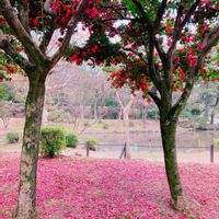 サザンカ,花のある暮らし,GS映え,お出かけ先の画像